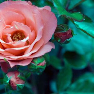 All You Need to Know About Caring for Your Roses This Fall Image